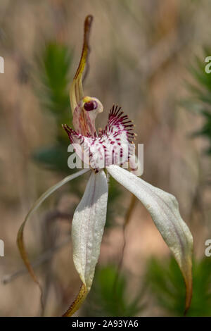 Caladenia venusta, Large White Spider-orchid Stock Photo