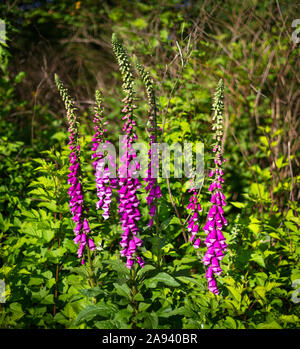 Foxgloves (Digitalis) at the edge of the forest; Surrey, British Columbia, Canada Stock Photo