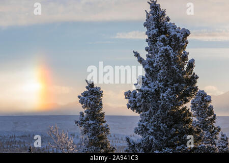 Snow-dusted spruce trees and a parhelion (also known as an icebow or 'sundog') on a frigid winter morning in Interior Alaska Stock Photo
