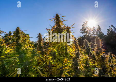 Cannabis plant in late flowering stage growing outdoors; Cave Junction, Oregon, United States of America Stock Photo