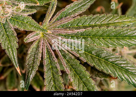 Cannabis plant in late flowering stage; Cave Junction, Oregon, United States of America Stock Photo