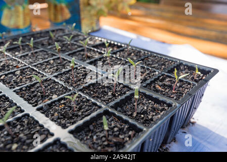 Tomato seedlings growing in an outdoor plastic seedling tray in Sydney, Australia Stock Photo