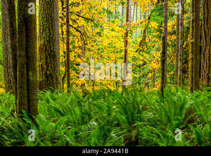 Autumn coloured foliage in a rainforest with ferns growing in the understory; Oregon, United States of America Stock Photo