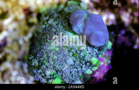 Biohazard Bounce Mushroom - Rhodatis sp. shroom Stock Photo