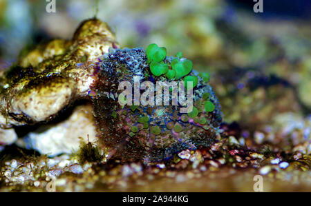 Biohazard Bounce Mushroom - Rhodatis sp. shroom Stock Photo