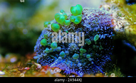 Biohazard Bounce Mushroom - Rhodatis sp. shroom Stock Photo