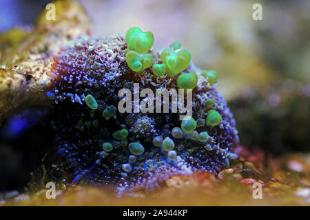 Biohazard Bounce Mushroom - Rhodatis sp. shroom Stock Photo