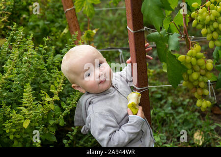 little girl eats pear and stands by grape bush in vineyard. Feeding children with natural products. Growing berries for baby food. Stock Photo