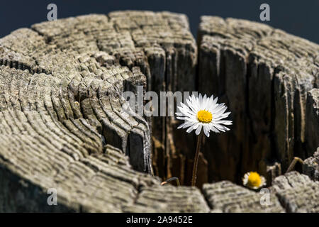 An English Daisy (Bellis perennis) grows in an old fence post on the Oregon Coast; Depot Bay, Oregon, United States of America Stock Photo