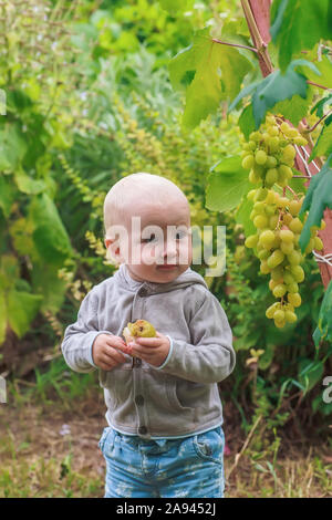 little girl eats pear and stands by grape bush in vineyard. Feeding children with natural products. Growing berries for baby food. Stock Photo