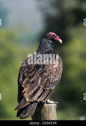 The noble Turkey Vulture (Cathartes aura) is nature's scavenger.; Cathlamet, Washington, United States of America Stock Photo
