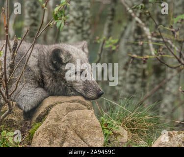 arctic fox resting on rocks Stock Photo