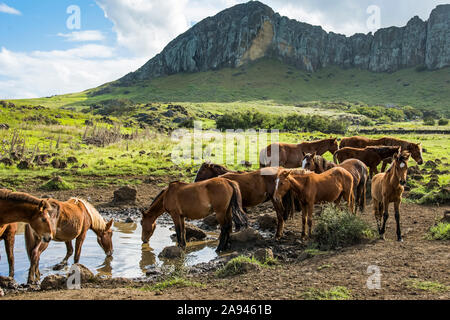 A herd of horses is drinking from a pond with a volcanic cliff in the background; Easter Island,Chile Stock Photo