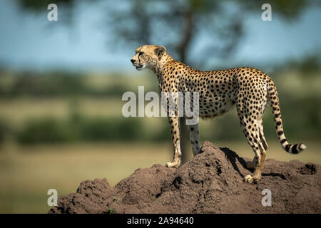 Cheetah (Acinonyx jubatus) stands on termite mound in profile, Grumeti Serengeti Tented Camp, Serengeti National Park; Tanzania Stock Photo