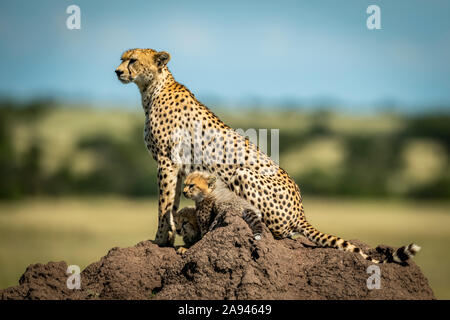 Cheetah (Acinonyx jubatus) with two cubs on termite mound in profile, Grumeti Serengeti Tented Camp, Serengeti National Park; Tanzania Stock Photo