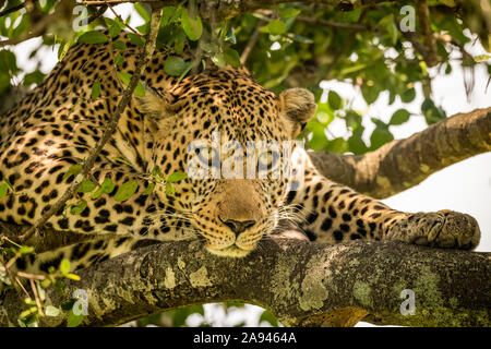 A male leopard (Panthera pardus) lies on a lichen-covered branch looking down. It has a brown, spotted coat, whiskers and green eyes, Maasai Mara N... Stock Photo
