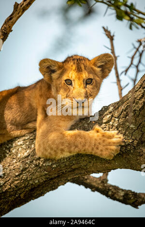 Close-up of lion (Panthera leo) cub in lichen-covered tree, Grumeti Serengeti Tented Camp, Serengeti National Park; Tanzania Stock Photo