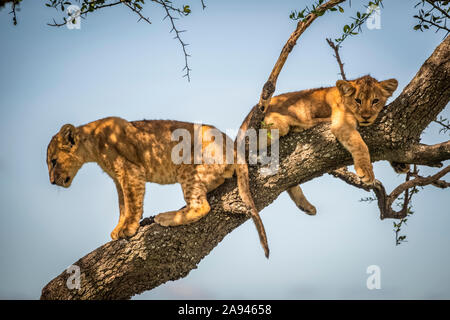 Lion cubs (Panthera Leo) sit and lie on branch, Grumeti Serengeti Tented Camp, Serengeti National Park; Tanzania Stock Photo