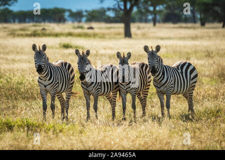 Four plains zebra (Equus burchellii) stand staring towards camera, Grumeti Serengeti Tented Camp, Serengeti National Park; Tanzania