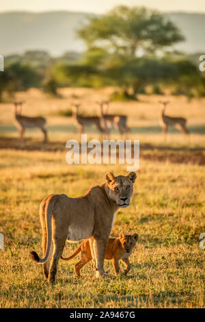 Cub Face Harems
