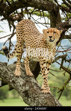 Male cheetah (Acinonyx jubatus) stands on tree trunk looking right, Klein's Camp, Serengeti National Park; Tanzania Stock Photo