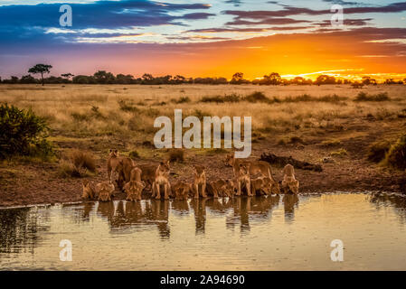 Pride of lions (Panthera leo) lie drinking from pond, Grumeti Serengeti Tented Camp, Serengeti National Park; Tanzania Stock Photo