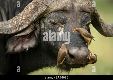 Three yellow-billed oxpeckers (Buphagus africanus) on Cape buffalo (Syncerus caffer) face, Klein's Camp, Serengeti National Park; Tanzania Stock Photo