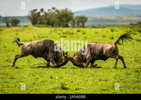 Two male blue wildebeest (Connochaetes taurinus) fighting in grassland, Cottar's 1920s Safari Camp, Maasai Mara National Reserve; Kenya