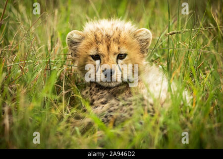 Cheetah cub (Acinonyx jubatus) lies in grass eyeing camera, Grumeti Serengeti Tented Camp, Serengeti National Park; Tanzania Stock Photo