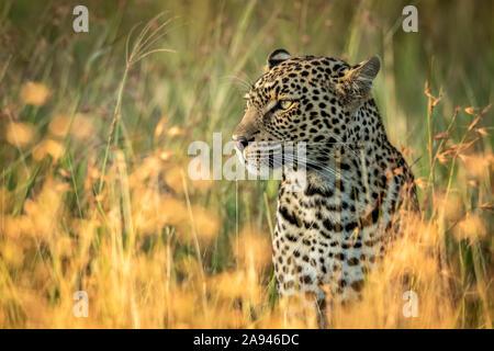 Close-up of leopard (Panthera pardus) sitting in long grass, Grumeti Serengeti Tented Camp, Serengeti National Park; Tanzania Stock Photo