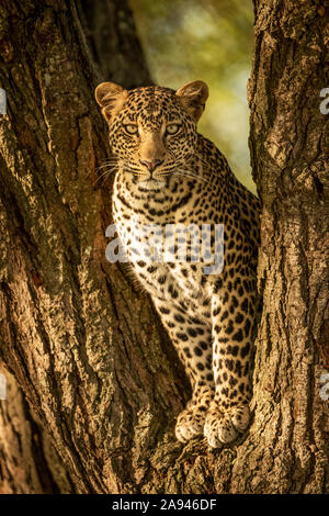 A leopard (Panthera pardus) sits in the forked trunk of a tree. It has a brown, spotted coat and is looking straight at the camera, Serengeti Natio... Stock Photo