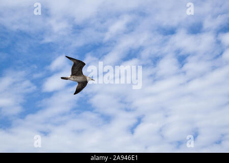 White-brown seagull flying during bright cloudy day. White clouds in the background. Stock Photo