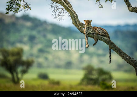 Leopard (Panthera pardus) lies on diagonal branch facing camera, Klein's Camp, Serengeti National Park; Tanzania Stock Photo