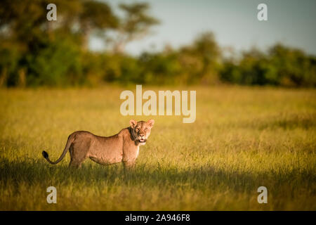 Lioness (Panthera leo) stands in long grass watching camera, Grumeti Serengeti Tented Camp, Serengeti National Park; Tanzania