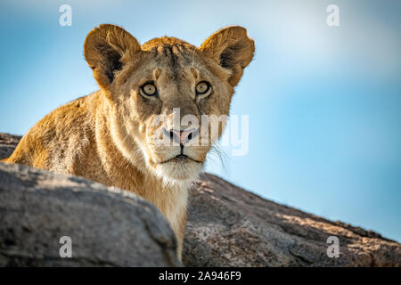 Lioness (Panthera leo) sits looking out over rocky boulders, Klein's Camp, Serengeti National Park; Tanzania Stock Photo