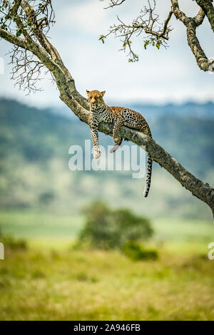 Leopard (Panthera pardus) lies on diagonal branch watching camera, Klein's Camp, Serengeti National Park; Tanzania Stock Photo