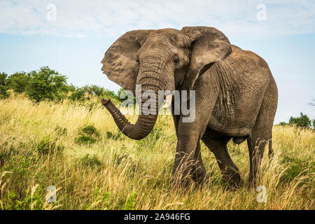 Male African bush elephant (Loxodonta african) walks through grass, Cottar's 1920s Safari Camp, Maasai Mara National Reserve; Kenya Stock Photo