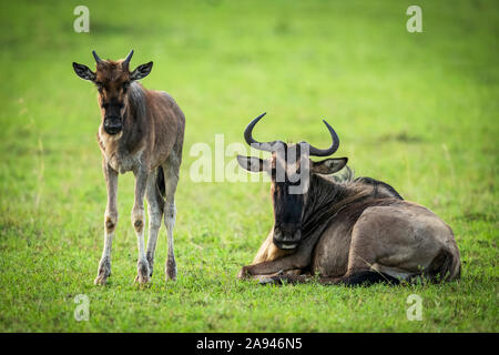 Blue wildebeest (Connochaetes taurinus) mother and calf eye camera, Klein's Camp, Serengeti National Park; Tanzania Stock Photo