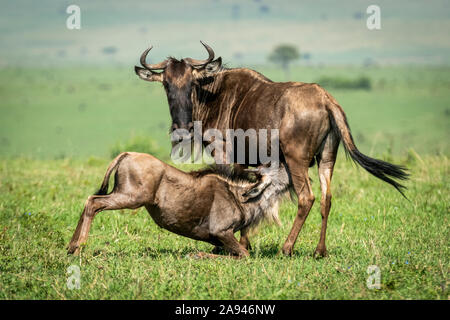 Blue wildebeest (Connochaetes taurinus) nurses calf on sunny savannah, Cottar's 1920s Safari Camp, Maasai Mara National Reserve; Kenya Stock Photo