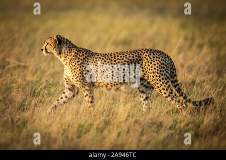 Cheetah (Acinonyx jubatus) walks in long grass in sunshine, Grumeti Serengeti Tented Camp, Serengeti National Park; Tanzania Stock Photo