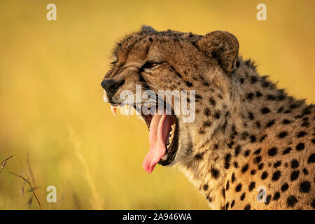 Close-up of cheetah (Acinonyx jubatus) yawning widely with bokeh, Klein's Camp, Serengeti National Park; Tanzania Stock Photo