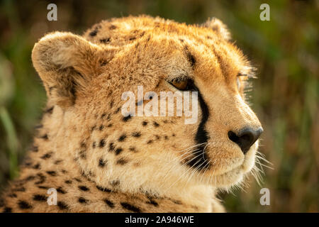 Close-up of female cheetah (Acinonyx jubatus) head facing right, Klein's Camp, Serengeti National Park; Tanzania Stock Photo