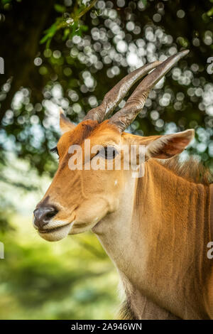 Close-up of common eland (Connochaetes taurinus) face and shoulders, Cottar's 1920s Safari Camp, Maasai Mara National Reserve; Kenya Stock Photo