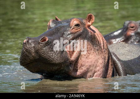 Close-up of hippo (Hippopotamus amphibius) lifting head in river, Grumeti Serengeti Tented Camp, Serengeti National Park; Tanzania