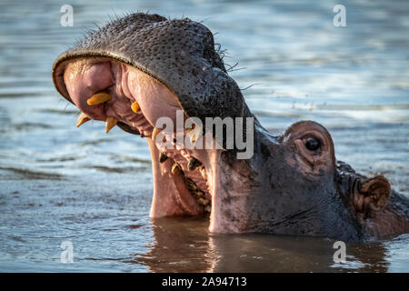 Close-up of hippo (Hippopotamus amphibius) opening mouth in river, Grumeti Serengeti Tented Camp, Serengeti National Park; Tanzania Stock Photo