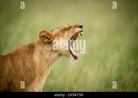 Close-up of lioness (Panthera leo) standing yawning in grass, Grumeti Serengeti Tented Camp, Serengeti National Park; Tanzania Stock Photo