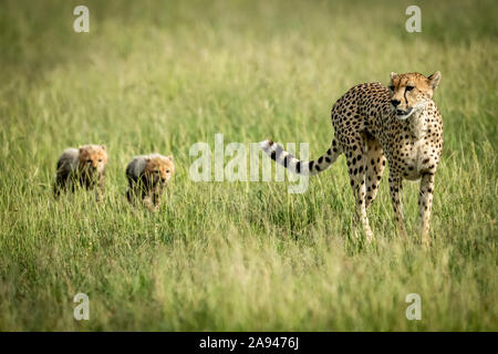 Female cheetah (Acinonyx jubatus) crosses grassland with two cubs, Grumeti Serengeti Tented Camp, Serengeti National Park; Tanzania Stock Photo