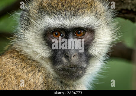 Close-up of vervet monkey face (Chlorocebus pygerythrus) watching camera, Klein's Camp, Serengeti National Park; Tanzania Stock Photo