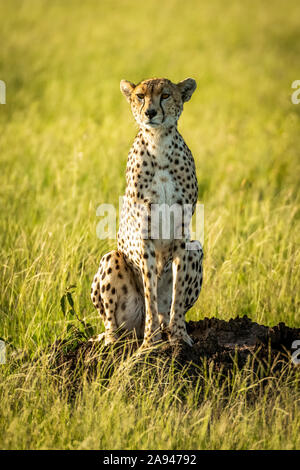 Female cheetah (Acinonyx jubatus) sits staring from termite mound, Grumeti Serengeti Tented Camp, Serengeti National Park; Tanzania
