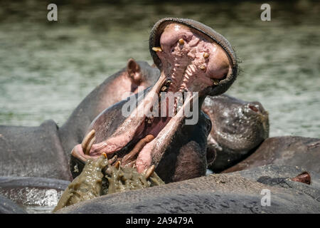 Hippo (Hippopotamus amphibius) opens mouth by others in river, Grumeti Serengeti Tented Camp, Serengeti National Park; Tanzania